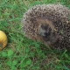 Oля