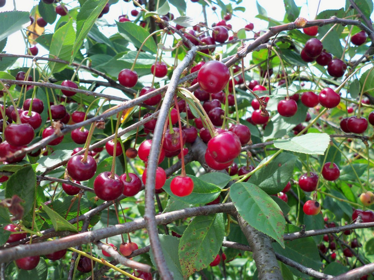 the cherry orchard