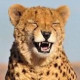 Варвара Петрова