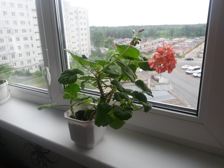 Отчеты по посевам