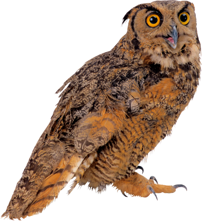 Информация о сове для ТН Сова — 2 ответов | форум Babyblog