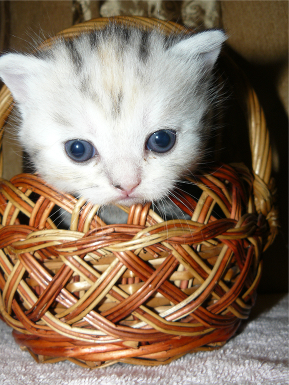 Котята,когда и как что делать?