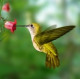 Kolibri