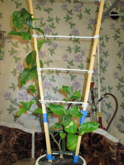 Домашний лемон Mayer Lemon