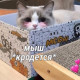Лиза Вишневская