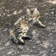 Алёна