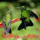 Chudo Kolibri