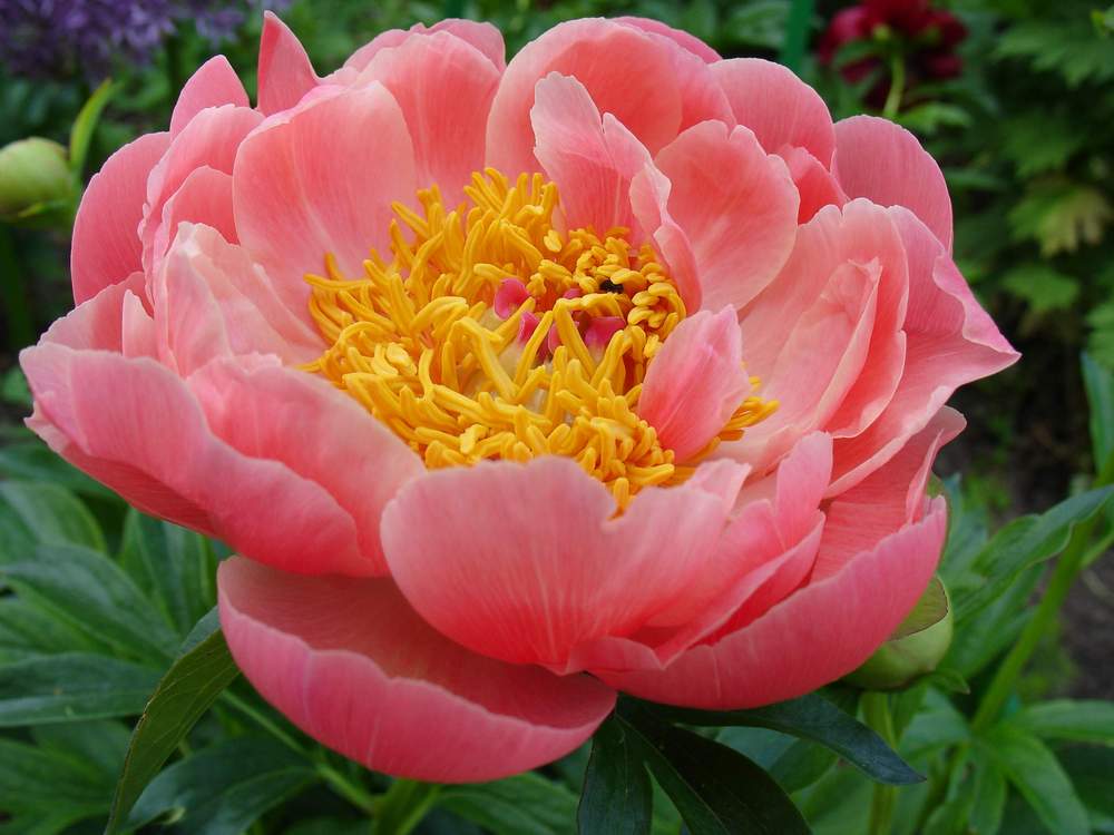 Pink Hawai Coral(свободно 10 шт)