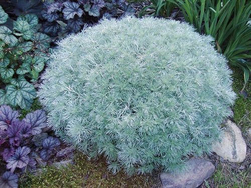 Artemisia schmidtiana Nana(полынь)
