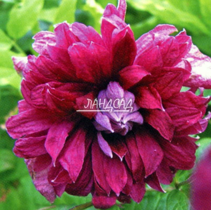 Purpurea Plena Elegans