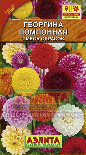 Георгина Помпонная, смесь окрасок