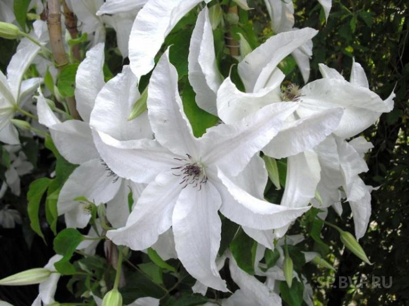 Clematis hybriden Beautiful l Brid
