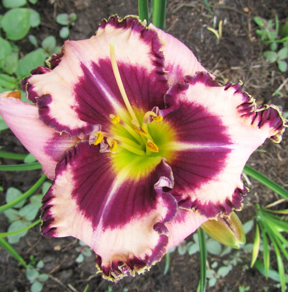 Hemerocallis Purple Flame