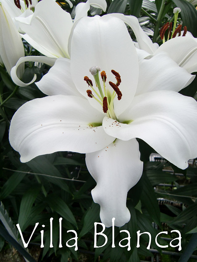 Villa Blanca 22/24