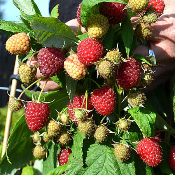Rubus (Малина рем.) idaeus L Polesie  Пакет