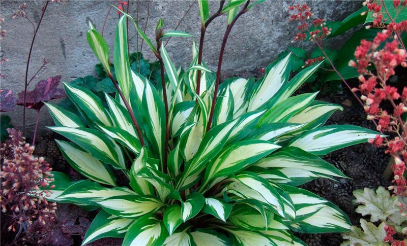 Hosta 'Cherry Berry'               р11