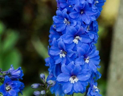 Delphinium (P) 'Blue Bird'