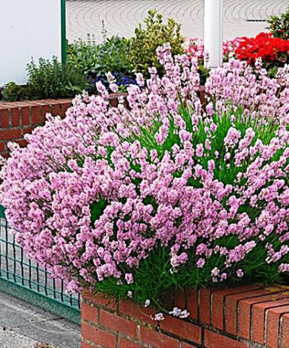 Lavandula ang. Rosea
