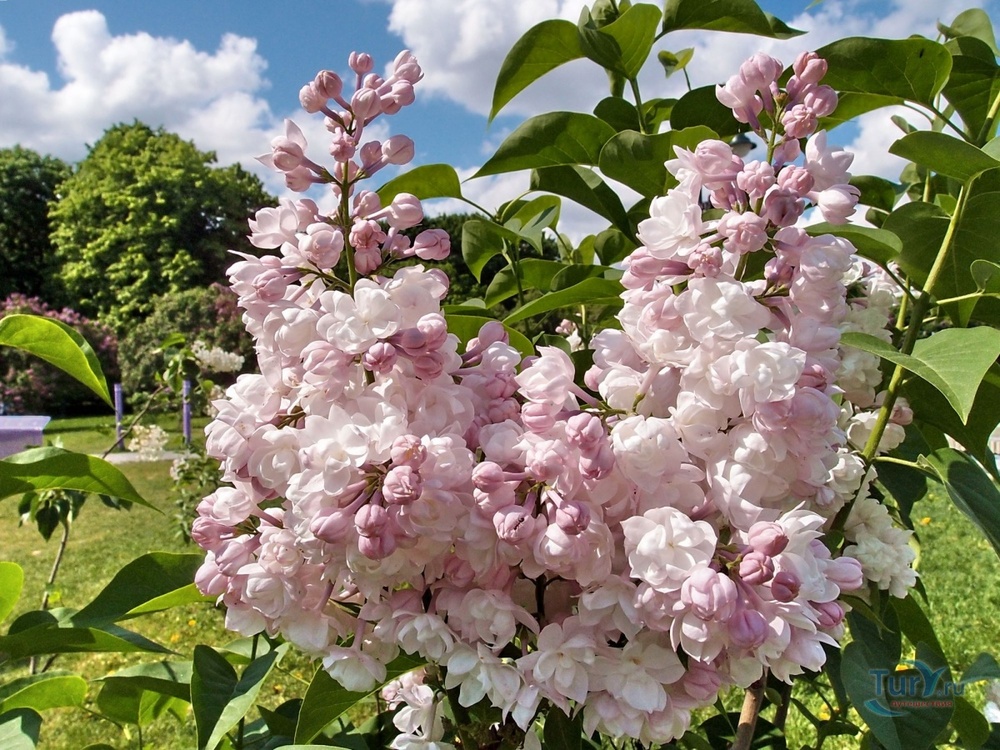 Syringa v. Krasavitsa Moskvy/сирень