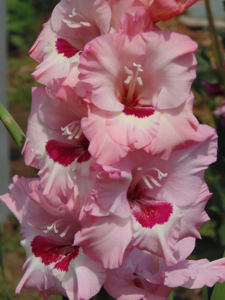 Gladiolus Wine & Roses