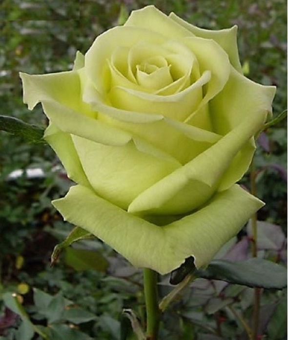 Роза чайно-гибридная Amandine 1 шт.