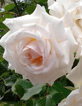 Роза плетистая Schwanensee 1 шт.