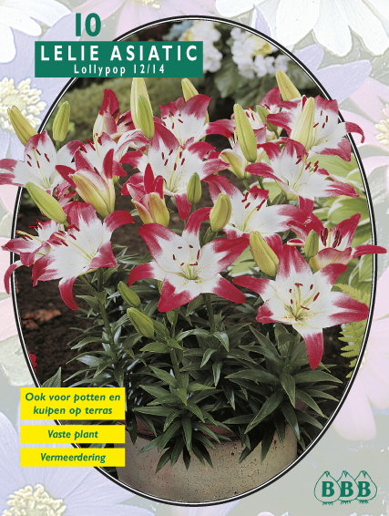 Лилия Lollypop 10 шт.