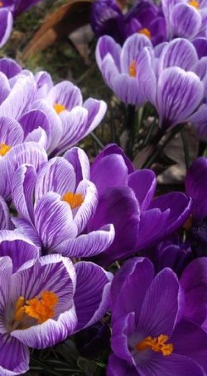 Крокус кинг оф страйд