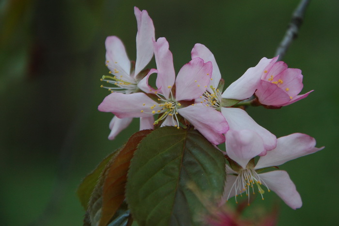 Сакура в ботаническом саду