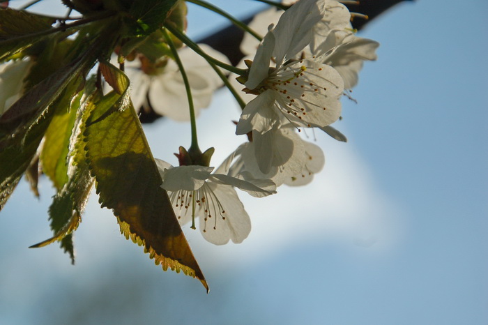 Сакура в ботаническом саду