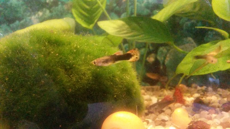 мой аквариум маленький правда))