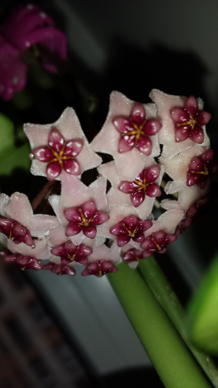 Хойи. (очень много фотографий)