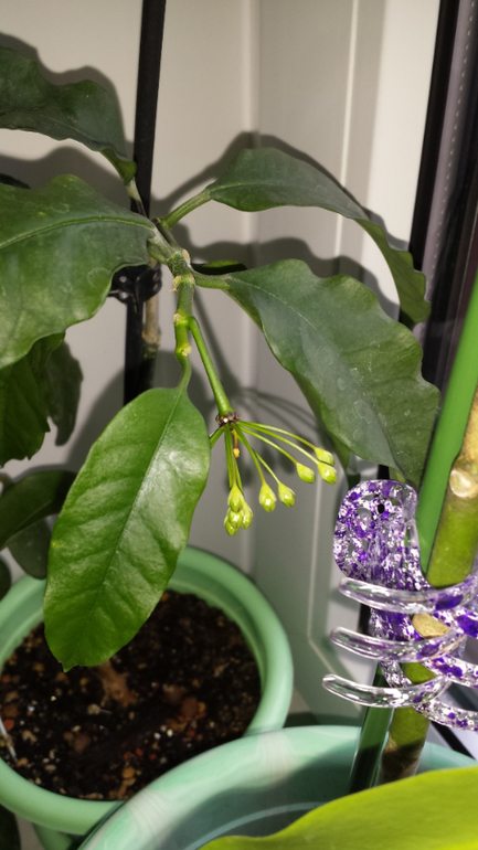 Хойи. (очень много фотографий)