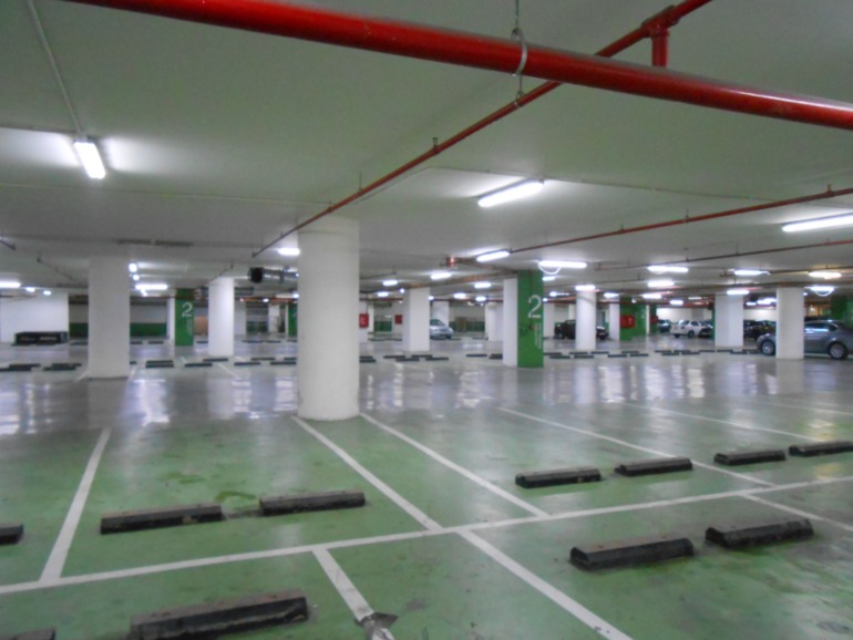 бараны и овцы , амман