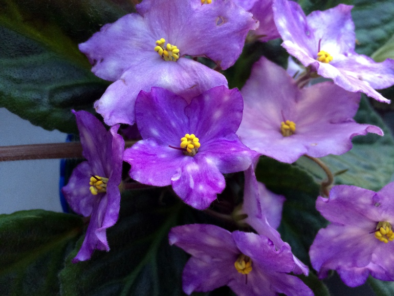 Мои цветущие растюшки