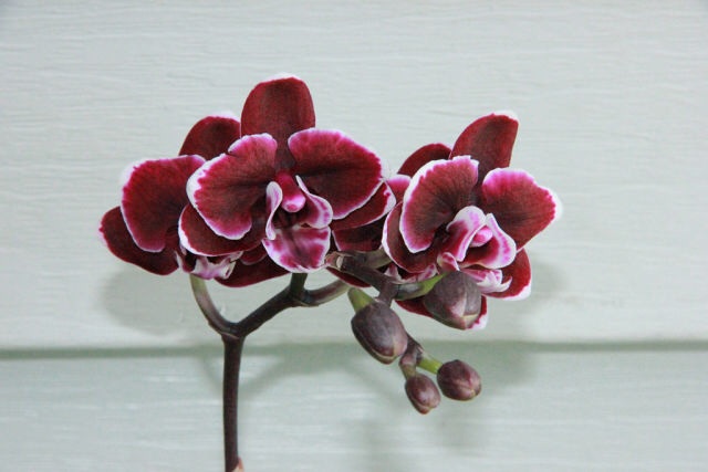 Ее величество Орхидея