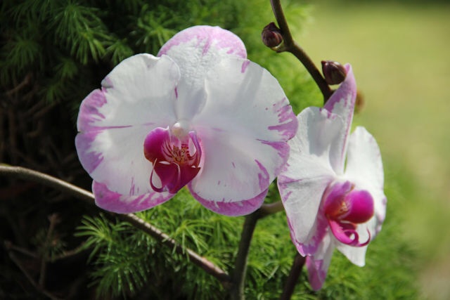 Ее величество Орхидея