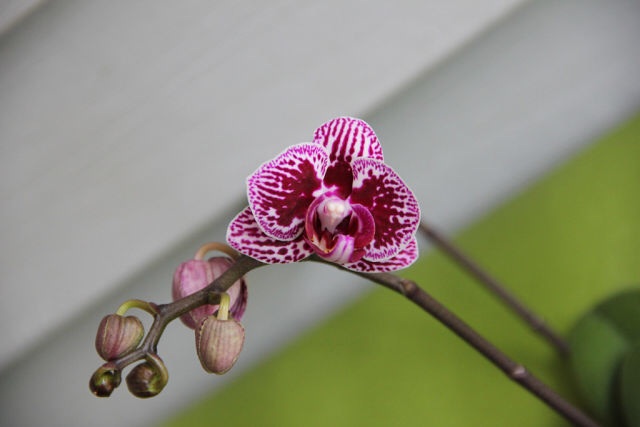 Ее величество Орхидея