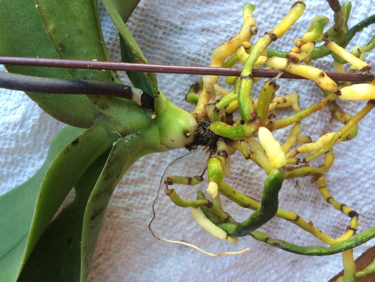 Мои новые сожители:)