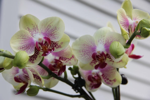 Ее величество Орхидея