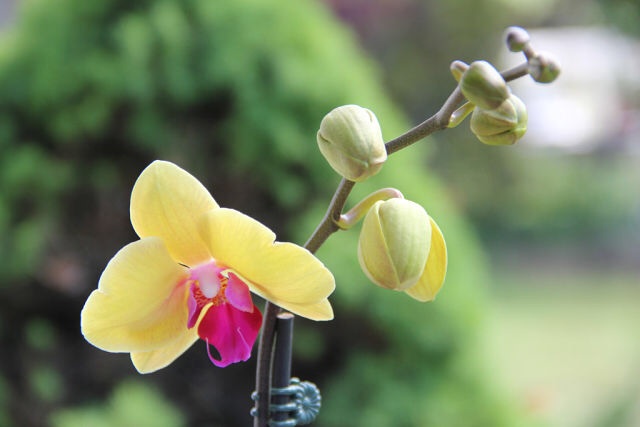 Ее величество Орхидея