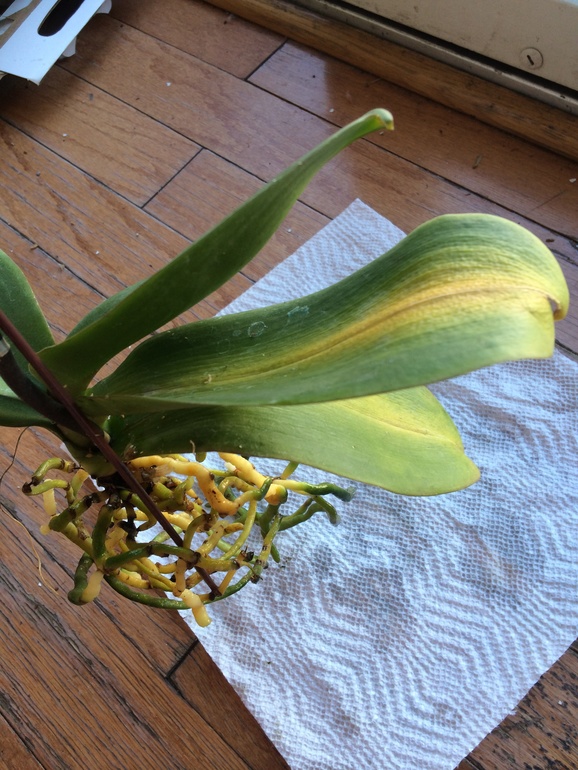 Мои новые сожители:)