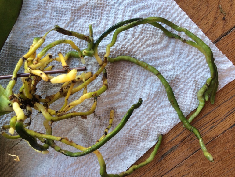 Мои новые сожители:)