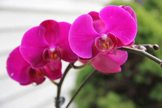 Ее величество Орхидея