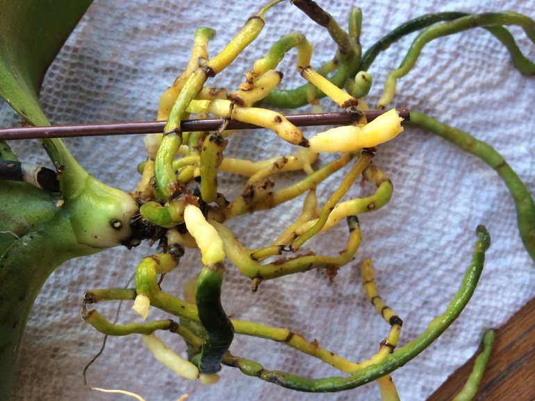 Мои новые сожители:)