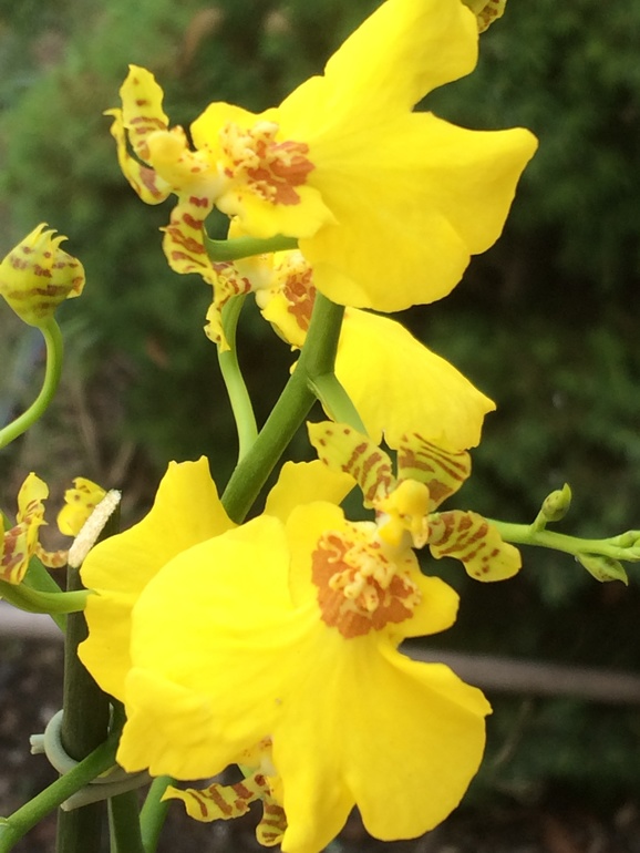 Ее величество Орхидея