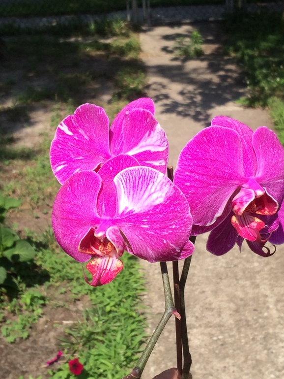 Ее величество Орхидея