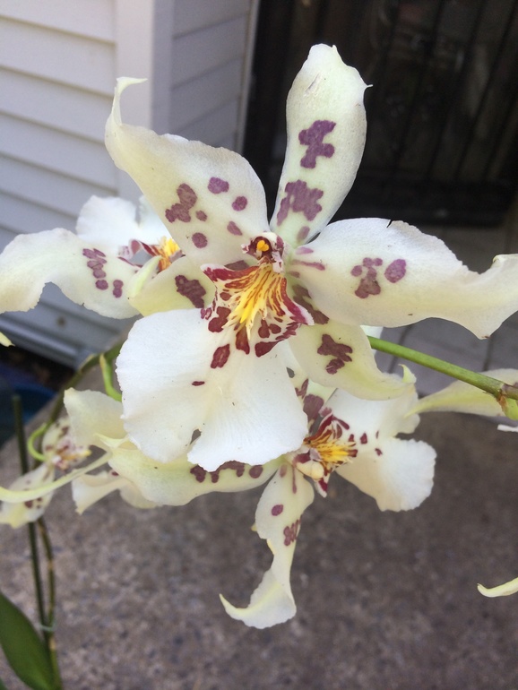 Ее величество Орхидея