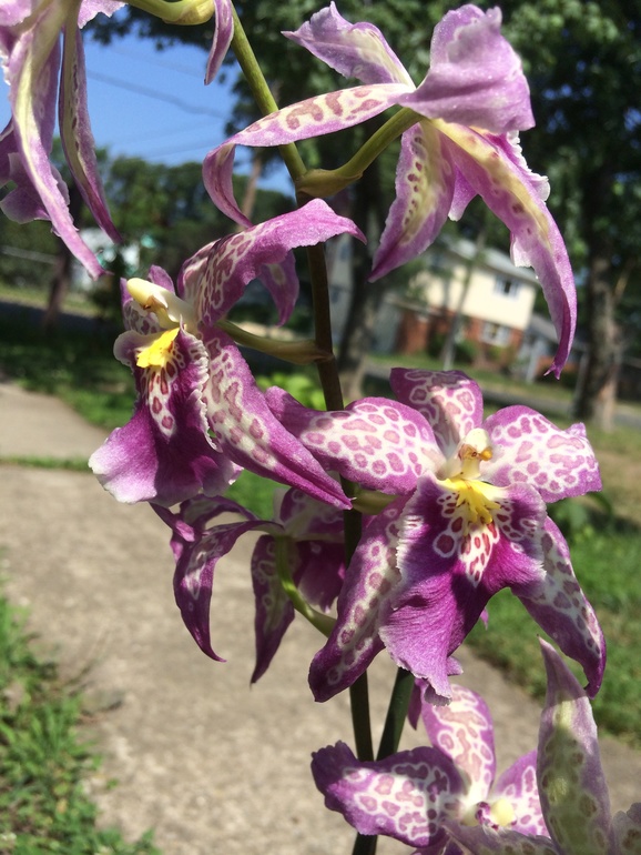 Ее величество Орхидея