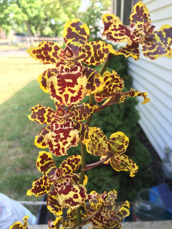 Ее величество Орхидея